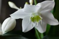 Лот: 24384305. Фото: 3. Комнатный. Растения и животные