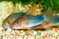 Лот: 19464790. Фото: 2. Сомик Симилис Коридорас редкий... Аквариумистика