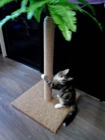 Лот: 3128846. Фото: 2. Когтеточка когтедралка для кошек... Животные и уход