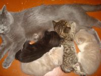 Лот: 12663793. Фото: 5. котенок шотландский прямоухий