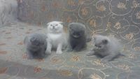 Лот: 5570165. Фото: 5. Шотландские вислоухие плюшевые...