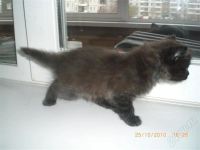 Лот: 599309. Фото: 3. отдам котят. Растения и животные