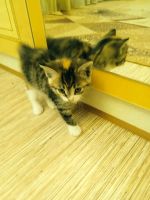 Лот: 20870174. Фото: 2. Котенок-девочка (1,5 месяца). Животные и уход