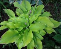 Лот: 9495625. Фото: 4. хоста Сан Паувэ (hosta Sun Power... Красноярск