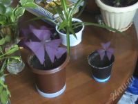 Лот: 33229. Фото: 2. природный очиститель воздуха в...