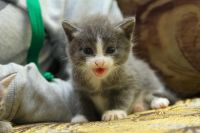 Лот: 3368926. Фото: 4. Коята, киска, котёнок. Красноярск