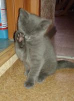 Лот: 8600192. Фото: 3. Котенок Британец чистокровный. Растения и животные