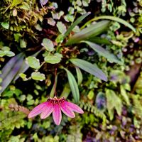 Лот: 25855696. Фото: 2. Мини-Орхидеи. Большая коллекция. Комнатные растения и уход