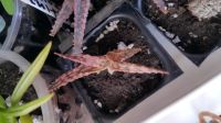 Лот: 11593649. Фото: 4. Алоэ суккулент (aloe hybrid 1). Красноярск