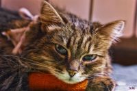 Лот: 6267764. Фото: 9. Отличный портретный объектив...