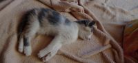 Лот: 20629549. Фото: 5. Котята