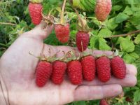 Лот: 17576426. Фото: 3. Саженцы ягодных кустарников. Для дачи, дома, огорода, бани, парка