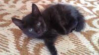 Лот: 5742581. Фото: 3. Котята. Растения и животные