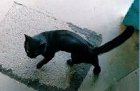 Лот: 16261908. Фото: 5. Общительный чёрный кот, ласковый...