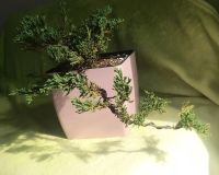 Лот: 20497908. Фото: 2. Бонсай можжевельник. Комнатные растения и уход