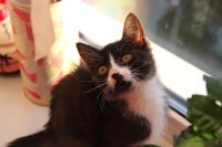 Лот: 8139675. Фото: 5. черный котенок!!!!!!