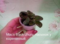 Лот: 14060775. Фото: 2. Фиалка Mac's black Uhuru - пасынок... Комнатные растения и уход