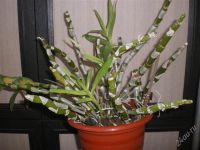 Лот: 2465966. Фото: 2. Орхидея Дендробиум Нобиле, несколько... Комнатные растения и уход