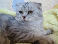 Лот: 4262390. Фото: 2. Шикарные Шотлаты. Сделайте себе... Животные и уход