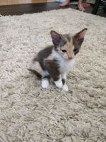 Лот: 12076273. Фото: 2. Донской сфинкс. Животные и уход