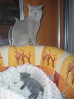 Лот: 1841444. Фото: 2. Шотландский прямоухий котик!. Животные и уход
