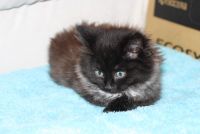 Лот: 4679492. Фото: 3. Пушистый котенок (кошечка). Растения и животные