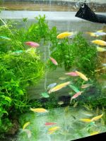 Лот: 16715085. Фото: 2. Данио Глофиш (Danio Glofish) -... Аквариумистика