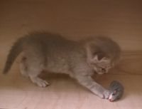 Лот: 12847702. Фото: 6. Котенок