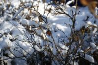 Лот: 9273559. Фото: 4. Canon ef 17-40L. С рубля.