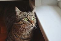 Лот: 7911188. Фото: 2. Очень ласковый обаятельный полосатик... Животные и уход