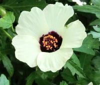 Лот: 18407787. Фото: 3. Кенаф.Гибискус тройчатый.семена. Для дачи, дома, огорода, бани, парка