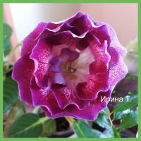 Лот: 14051368. Фото: 2. Глоксиния "ЕС №19" - лист на укоренение... Комнатные растения и уход