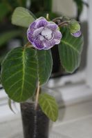 Лот: 3054328. Фото: 3. Глоксиния 19 (цветёт). Растения и животные