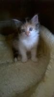 Лот: 7027407. Фото: 6. котята
