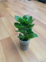 Лот: 7987282. Фото: 2. Каланхоэ МИКС белое. Молодое растение... Комнатные растения и уход