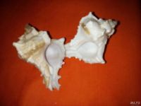 Лот: 10374365. Фото: 2. 2 ракушки из Андаманского моря. Коллекционирование, моделизм