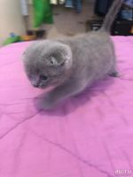 Лот: 14121714. Фото: 2. Шотландские вислоухие котята. Животные и уход