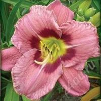 Лот: 836433. Фото: 3. Лилейник "Alwase afternoon" (последний... Для дачи, дома, огорода, бани, парка