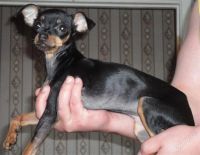 Лот: 1183898. Фото: 2. той терьер. девочка. повторно!. Животные и уход