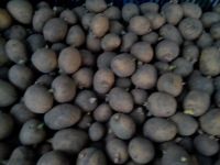 Лот: 16017583. Фото: 2. Семенной картофель (пророщенный... Семена, рассада, садовые растения