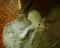 Лот: 1617233. Фото: 2. Белый котёнок 1,5 месяца. Красноярск