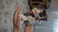 Лот: 14674126. Фото: 2. Котята. Животные и уход