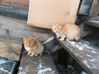 Лот: 3514223. Фото: 3. Отдам ласковых котят. Растения и животные