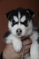 Лот: 3745859. Фото: 2. Щенок хаски Классик Панда. Животные и уход