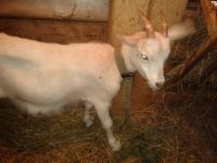 Лот: 3377513. Фото: 3. Продам козу 2 года. Растения и животные