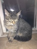 Лот: 12120547. Фото: 2. помогите найти котенку дом котенок... Животные и уход