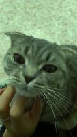 Лот: 6174671. Фото: 3. Шотландский кот ждет кошку на... Растения и животные
