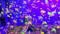 Лот: 16205194. Фото: 3. Тернеция GloFish ассорти (Gymnocorymbus... Растения и животные