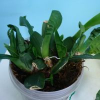 Лот: 3580063. Фото: 3. орхидея brassia rex sakata сейчас... Растения и животные