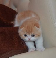 Лот: 3550959. Фото: 7. Очаровательный шотландский котик...